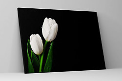 Obraz Biely tulipán 1748